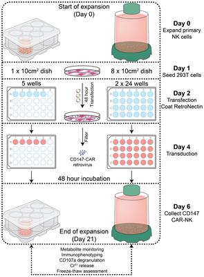 Scalable process development of NK and CAR-NK expansion in a closed bioreactor
